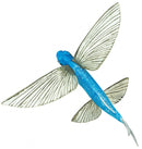 speeldier vliegende vis 17,5 cm blauw/wit