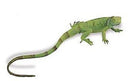 speeldier baby leguaan 35 cm groen