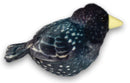 knuffelvogel Starling junior 17 cm pluche zwart