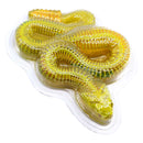 DISSECT-IT Ontleed een Ratelslang Mega Giftbox