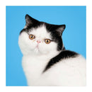 Match the cats! - Memospel