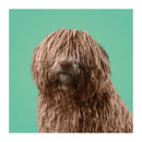 Match the dogs! - Memospel