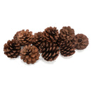 Colorations - Dennenappels, 12st.