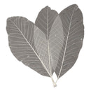 Lange Bladskeletten, 24st.