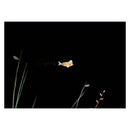 Deze hoed is niet van mij