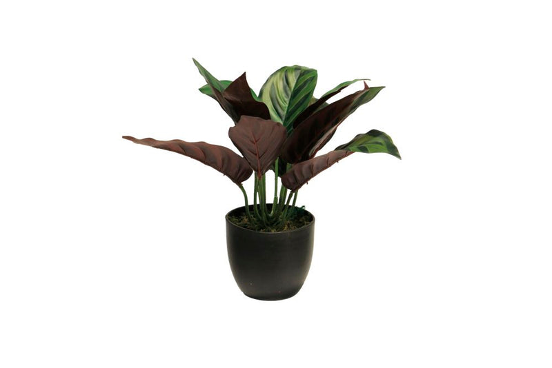 Zijde Calathea sunshine in potgroen 25cm