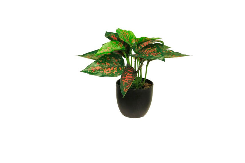 Zijde Caladium sunshine rood/groen 23cm