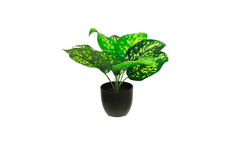 Zijde Dieffenbachia sunshine groen 28cm