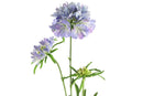 Countryfield Kunstbloem Scabiosa lila 74cm