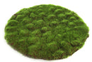 Countryfield Mosschijf Marchantiophyta L groen 30x30x2cm