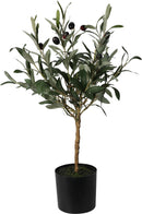Olijfboom in pot 66cm