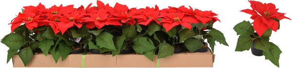 Kerstster in potje 19cm