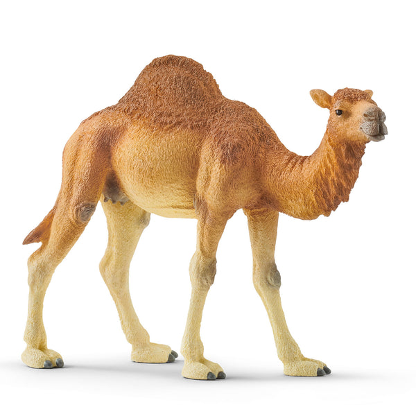 Schleich Dromedaris