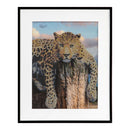 Diamond Painting - Luipaard, 40x50cm