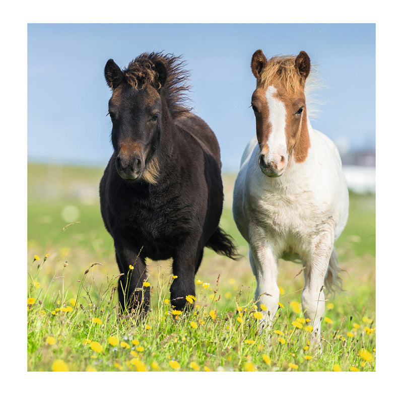 Schattige Pony's, 3x49st.