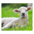 Ravensburger Boerderijdieren Legpuzzel, 2x12st.