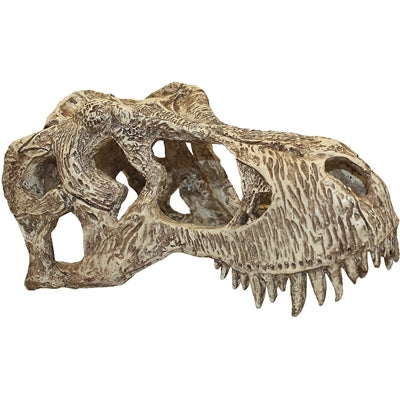Komodo T-rex Schedel LARGE