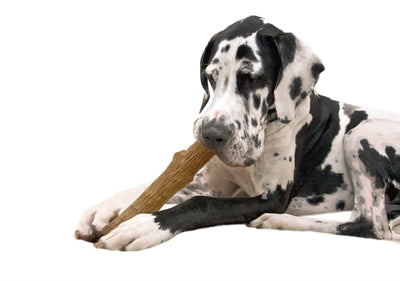 Petstages Dogwood Durable Stick LARGE 20 CM