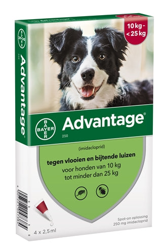Bayer Advantage Hond 4 Pipetten 250 10-25 KG 4 PIP