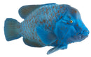 Animal Planet Blue Groper