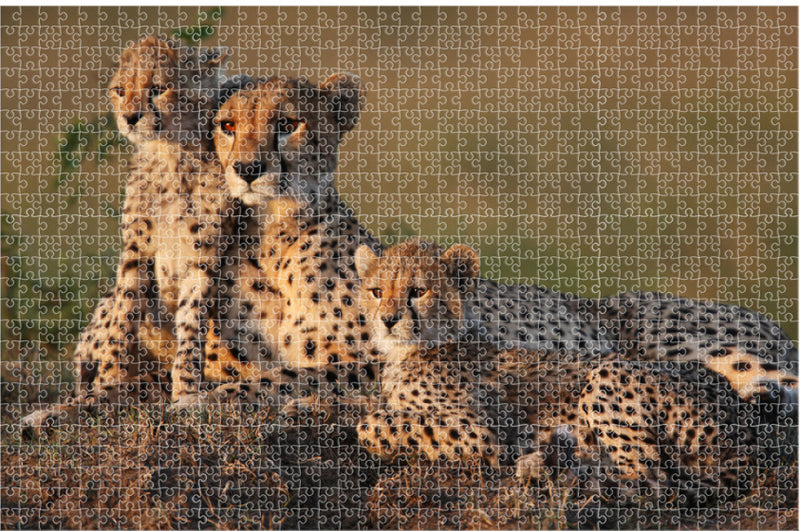 puzzel Animal Planet Cheetah 73x48 cm karton 1000 stukjes