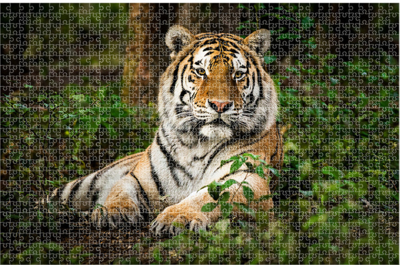 puzzel Animal Planet Tiger 73 x 48 cm karton 1000 stukjes