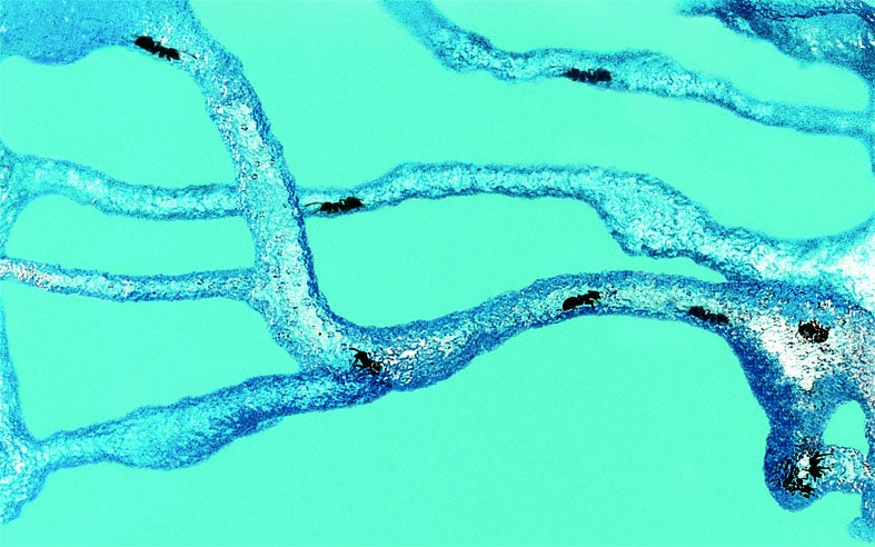 Super Mieren Antquarium