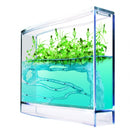 Super Mieren Antquarium