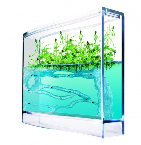 Super Mieren Antquarium