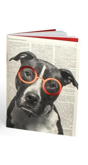 schrift pitbull 12x17 cm