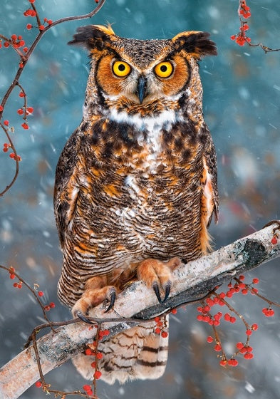 legpuzzel Great Horned Owl 500 stukjes