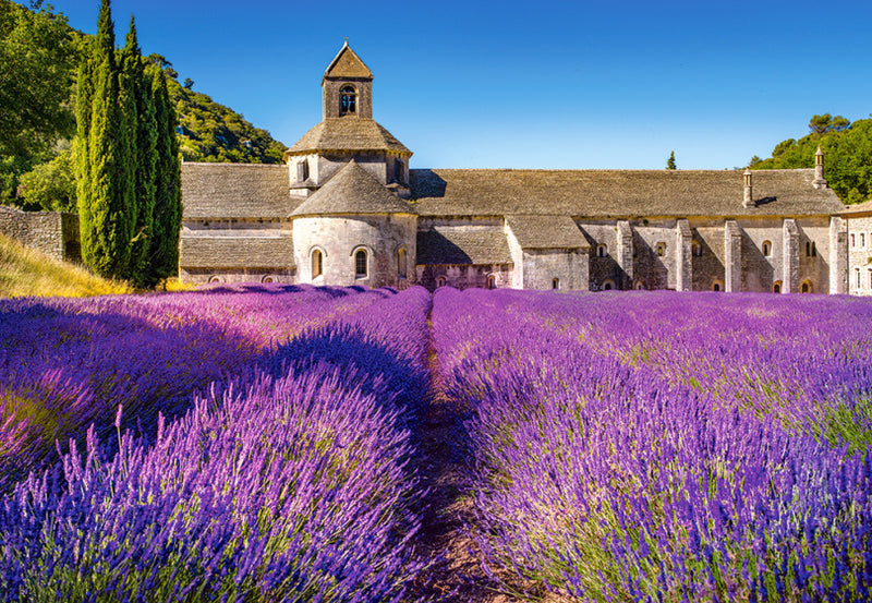 legpuzzel Lavender Field in Provence 1000 stukjes