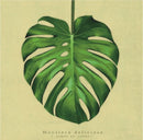 canvas schilderij 20 x 20 x 4 cm Monstera