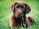 legpuzzel High Quality - Labrador 500 stukjes