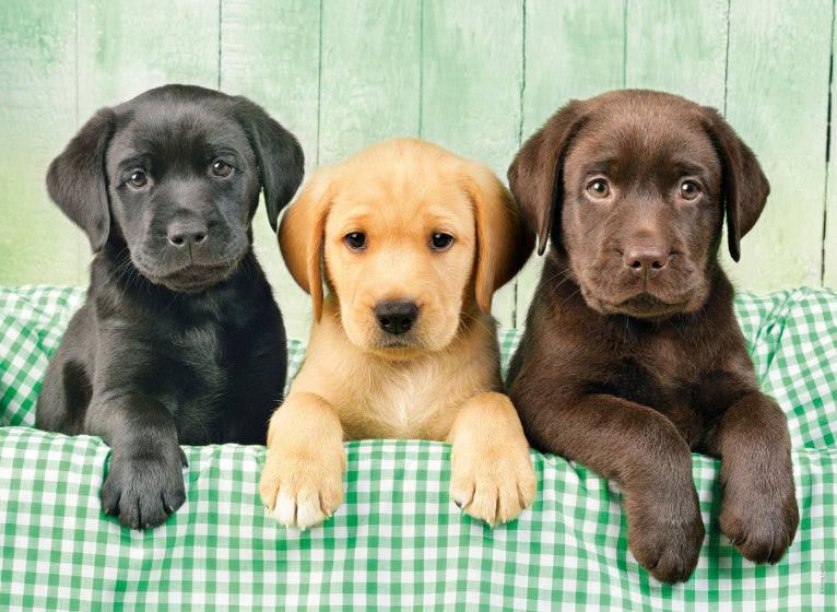 Legpuzzel Labrador HQ 1000 stukjes