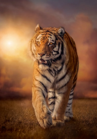puzzel tijger 1500 stukjes