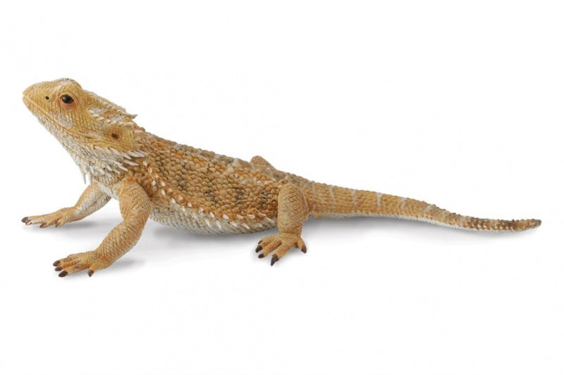 insecten: hagedis baardagaam 13,5 cm bruin