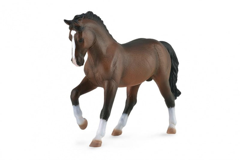 Paarden XL warmbloed hengst 14,7 cm