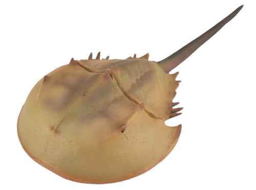 speeldier prehistorie degenkrab 15 cm ABS bruin