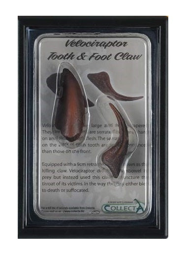 prehistorie: tand- en voetklauw Velociraptor 11,5 cm bruin