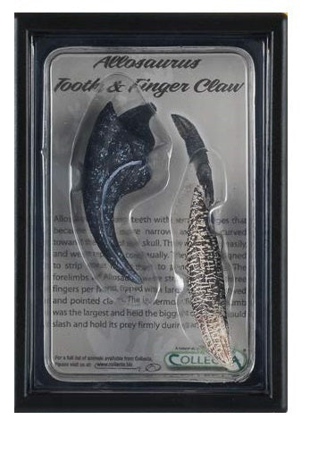 prehistorie: tand en vingerklauw Allosaurus 11,5 cm