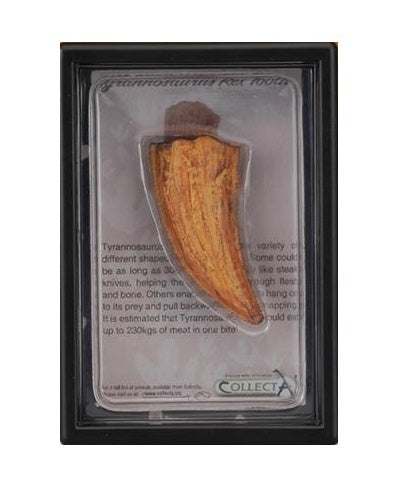 prehistorie: tand van T-Rex 11,5 cm oranje