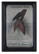 prehistorie: tand van Triceratops 11,5 cm donkerbruin