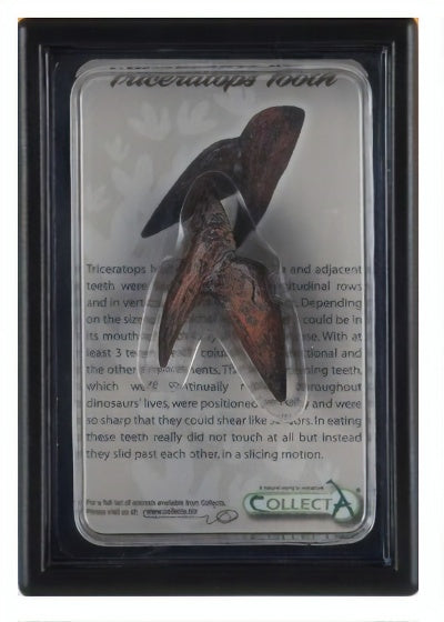 prehistorie: tand van Triceratops 11,5 cm donkerbruin