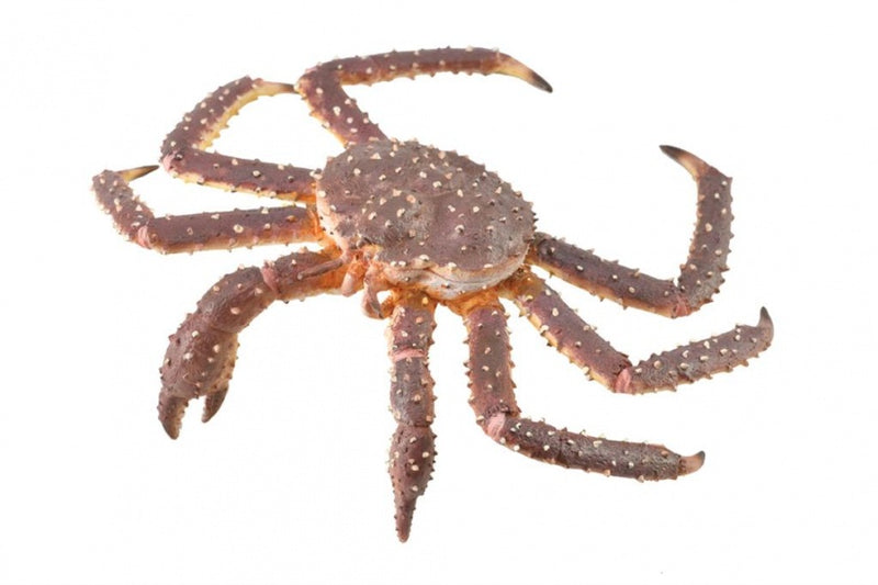 speelfiguur krab rood 12 x 4 cm