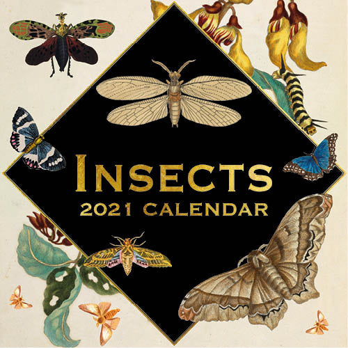 wandkalender 2021 insecten 30,5 cm papier