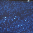 glitterlijm blauw 25 ml
