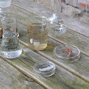 petrischaal 8,4 x 1,9 cm glas transparant