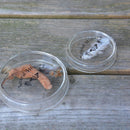 petrischaal 8,4 x 1,9 cm glas transparant