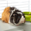 FERPLAST KOOI CASITA 78X48X50 CM